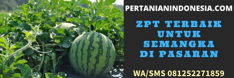 zpt,terbaik,zpt terbaik,jual,jual zpt terbaik